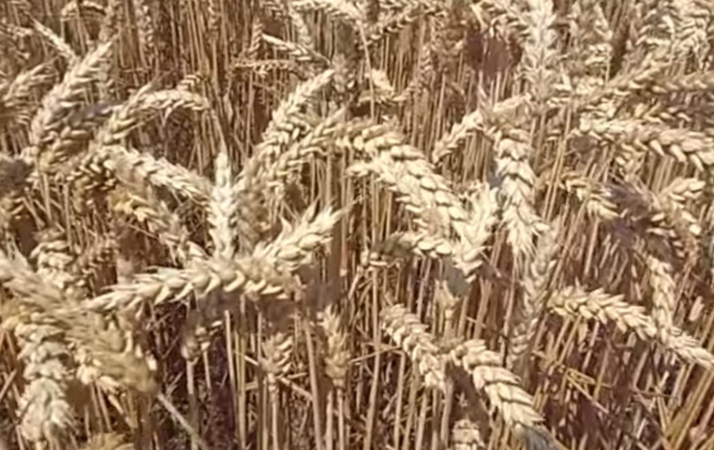 Nad pšenicom u Srbiji postoji stalni inspekcijski nadzor od trenutka žetve! Nema gljivičnih oboljenja