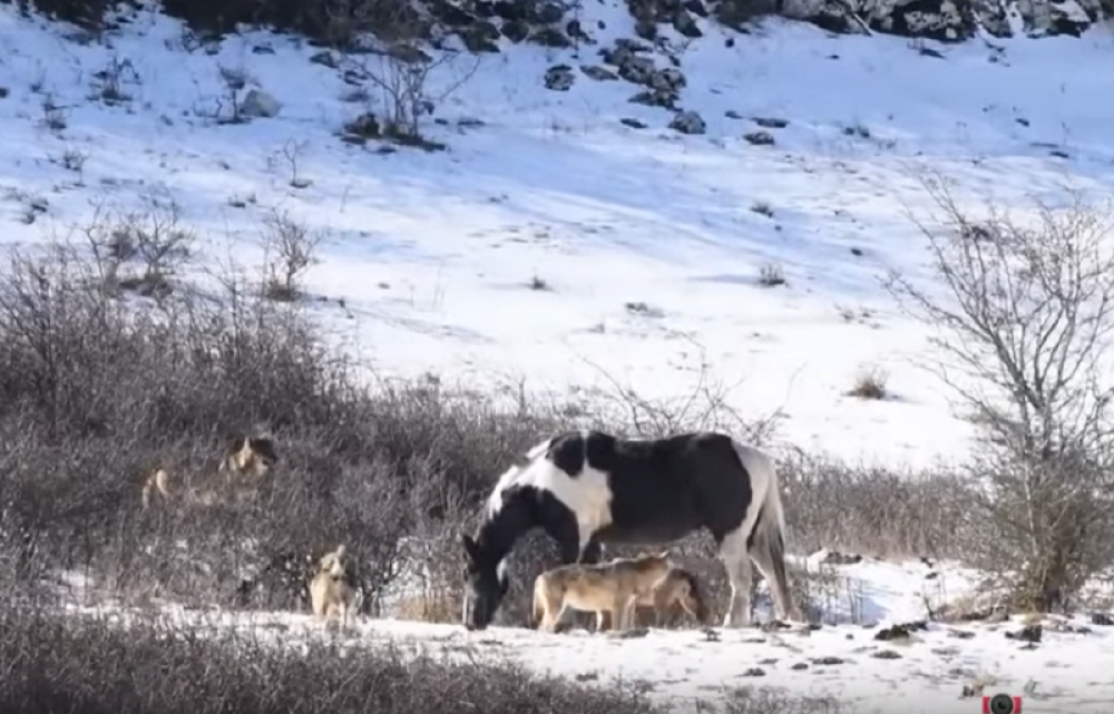 Tada na zaprepašćenje svih snimatelja sledi potpuno neočekivana reakcija! (VIDEO)