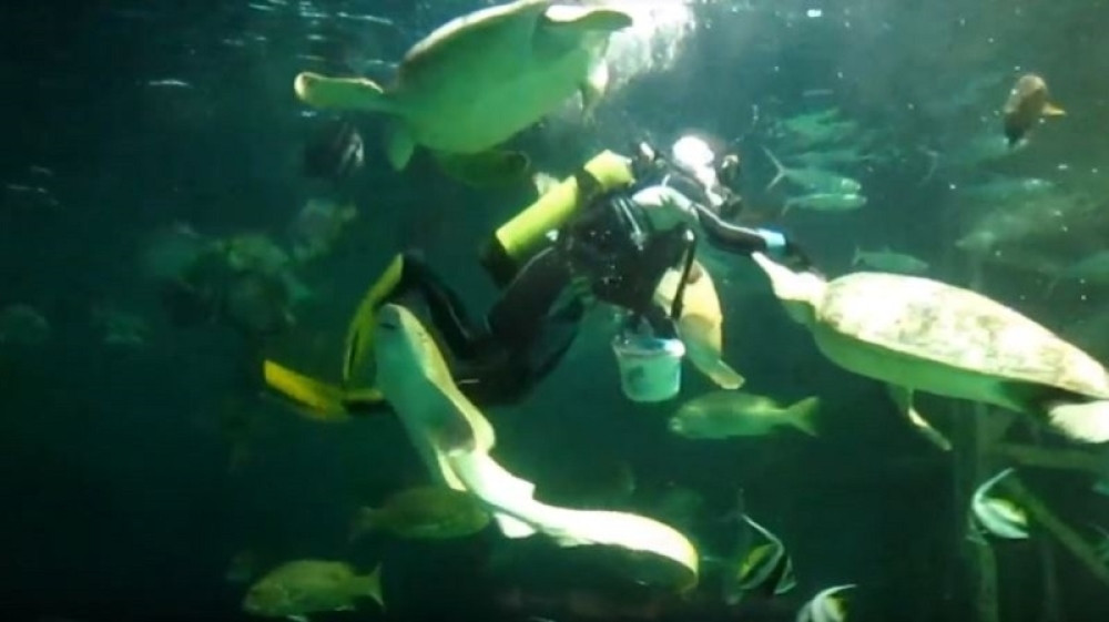 Zaplesao sa ajkulom! (VIDEO)