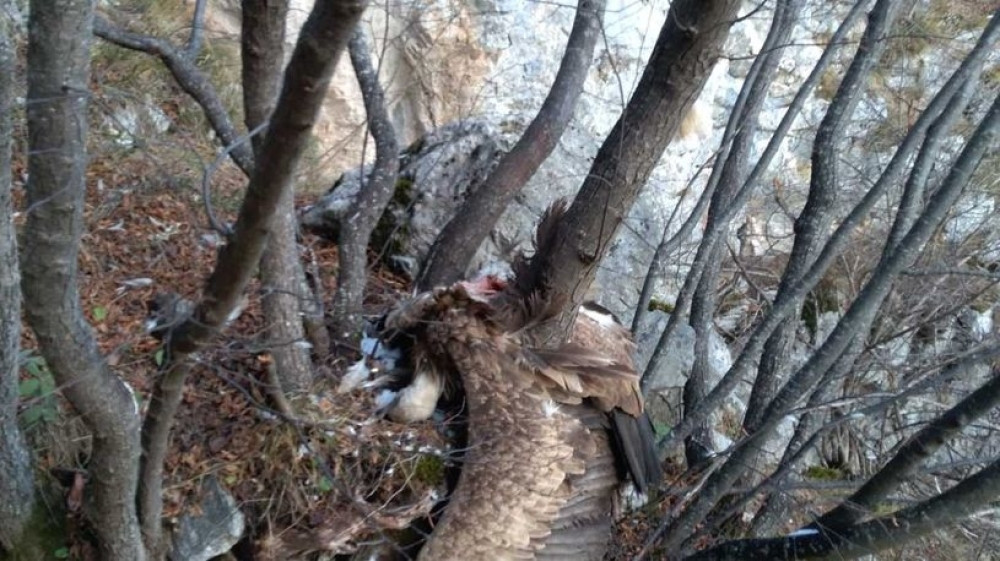 Dobrila nađena mrtva između granja, Igor uspešno lociran