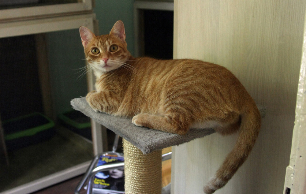 Odzvonilo mačjoj slobodi?