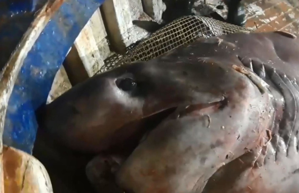 Volonja je prava retkost, nije opasan ali izgleda najjezivije moguće (FOTO)