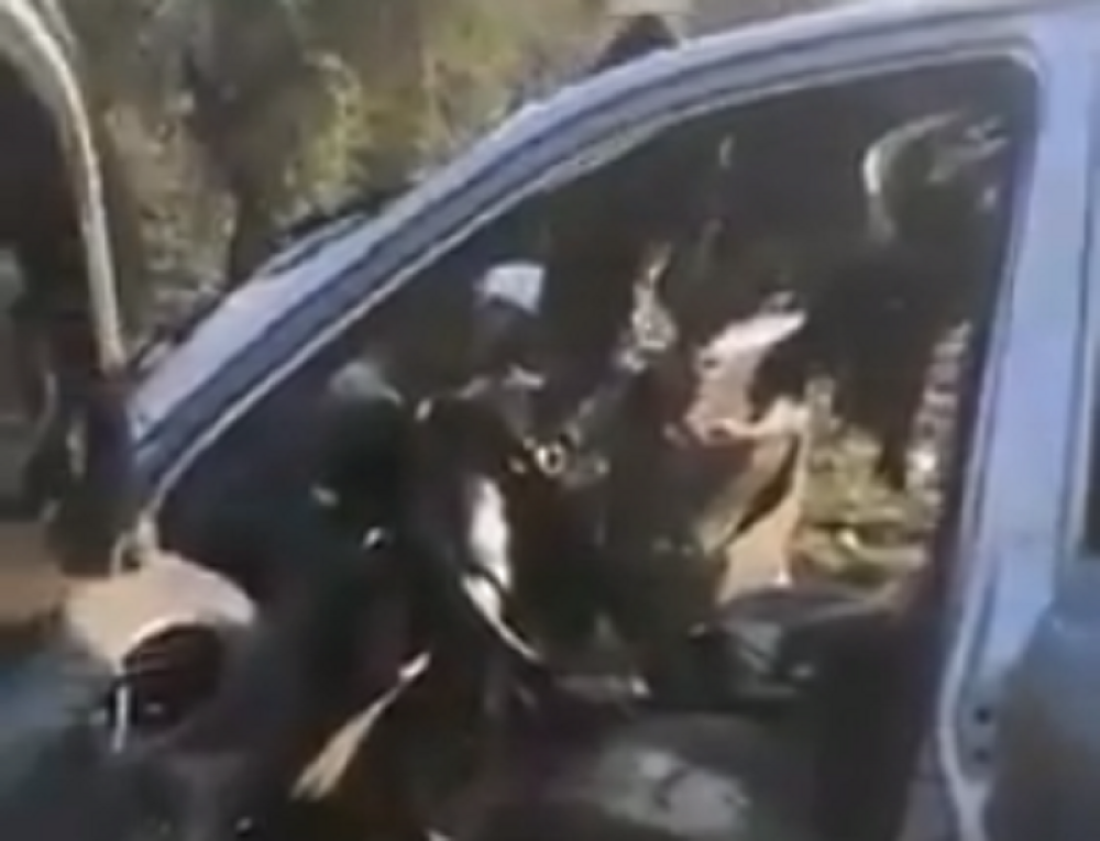 Pretvorila ga u mleveno meso. Doletela munjevitom brzinom, probila krov automobila, a onda je nastala klanica! (UZNEMIRUJUĆI VIDEO)