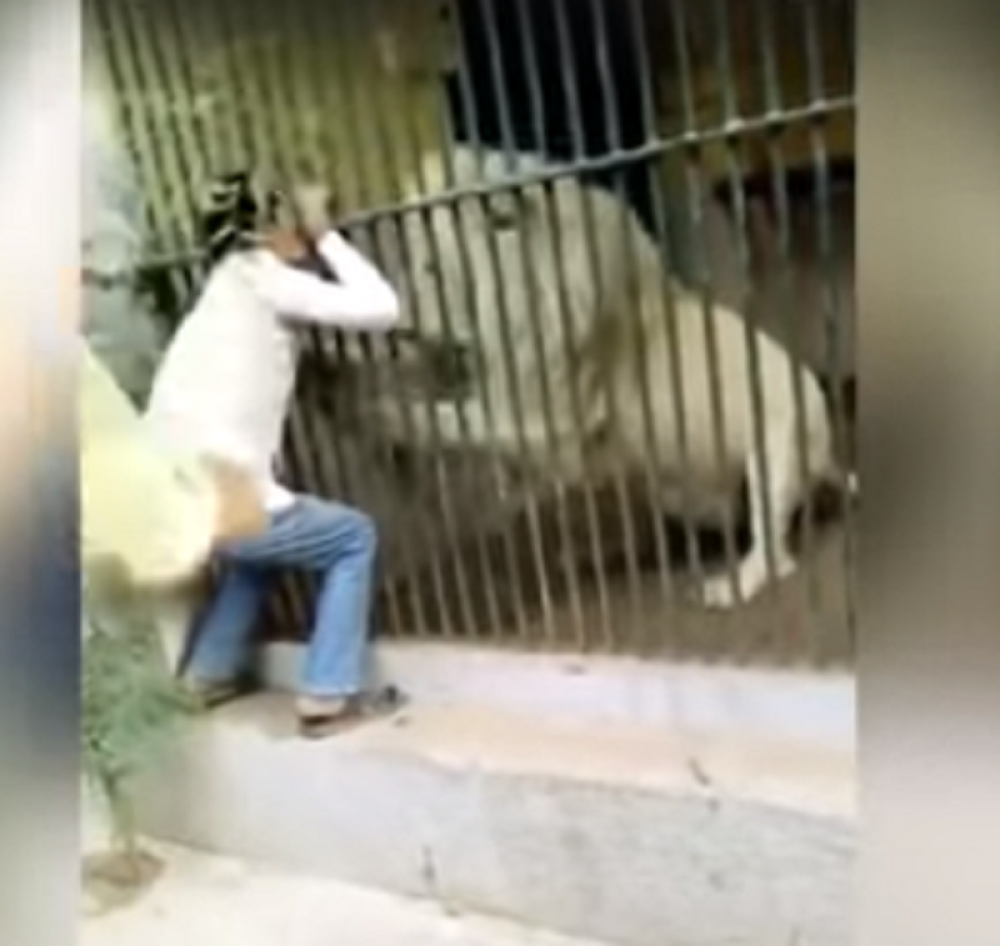 Hranio je lava, a onda ga je životinja zgrabila za ruku! Zavladala je panika! (VIDEO)