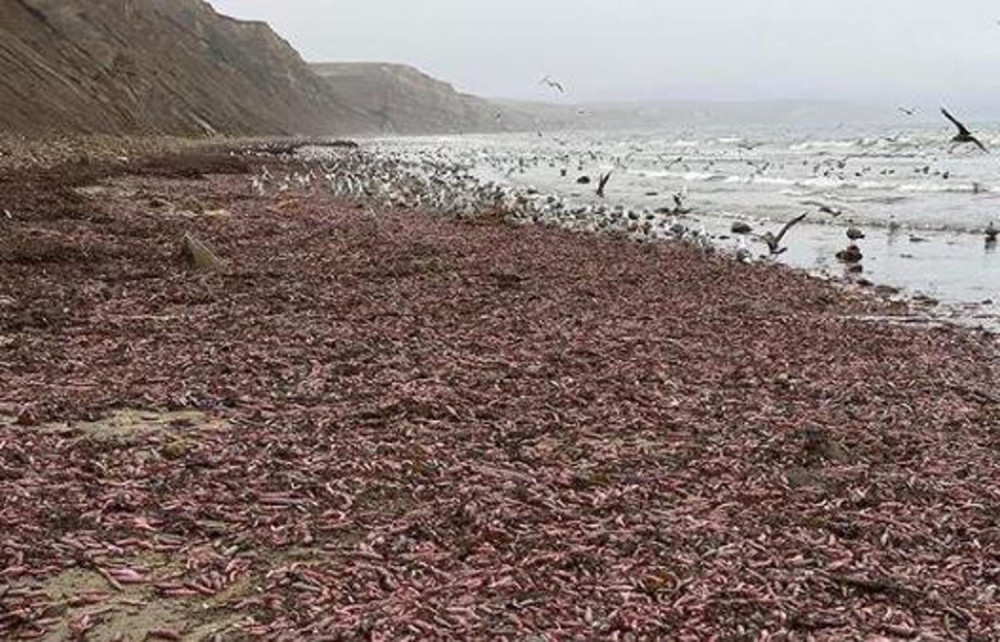 Meštani gledali u čudu. Izašli da prošetaju obalom, pa zatekli frapirajući prizor! (VIDEO)