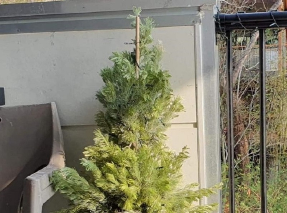 Kada je stigla kući imala je šta da vidi! Ženu je na jelci dočekao neobičan ukras zbog kog se zaledila (FOTO)