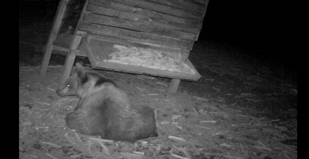 Medved izašao na magistralni put, a onda je naišao auto!