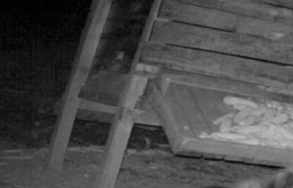 Dva lovca još uvek prepričavaju bliski susret u dubini šume. Išli u lov, a naleteli na njega! (FOTO)