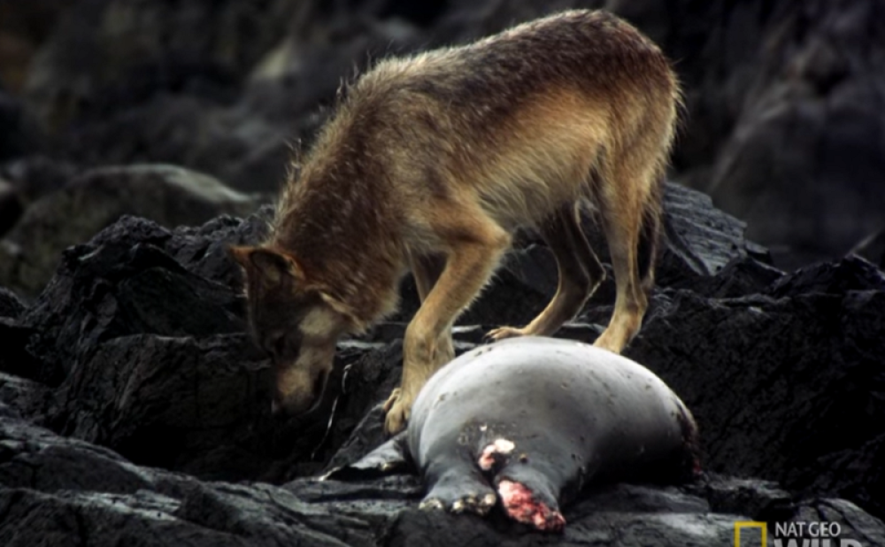 Živi na pacifičkoj obali Kanade. Hranu pronalazi u okeanu! Fantastičan je plivač i lovac! (VIDEO)