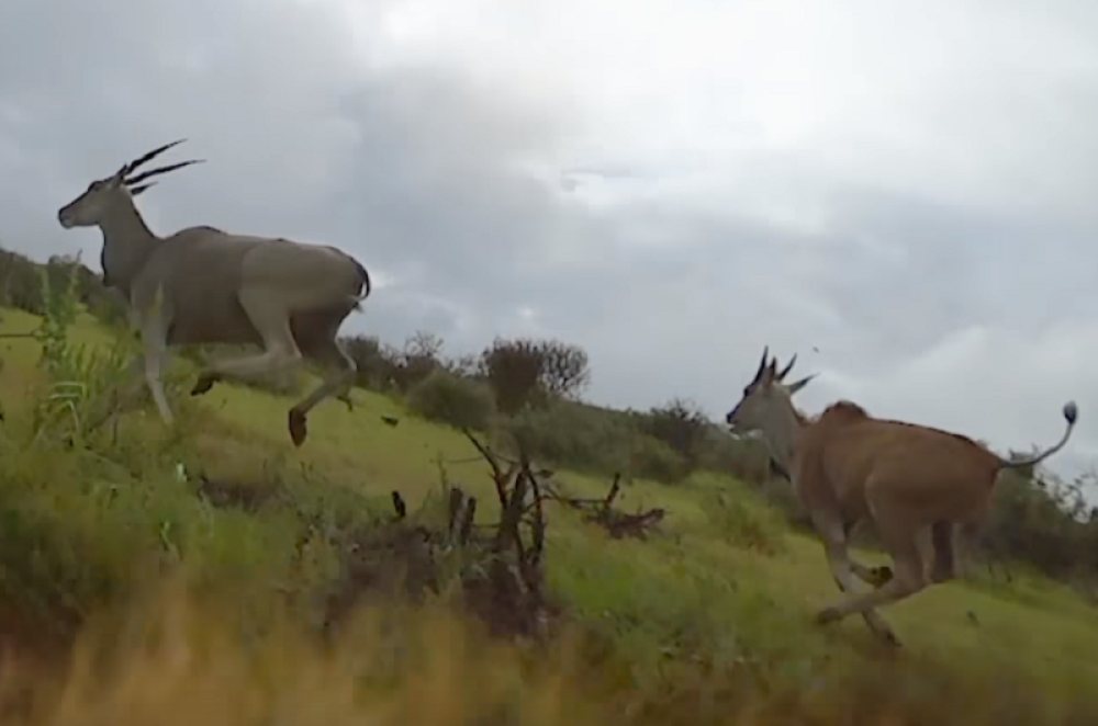 Stavili su kameru na geparda, pa ga lansirali na antilopu, nastao je snimak od kojeg ključa krv! (VIDEO)