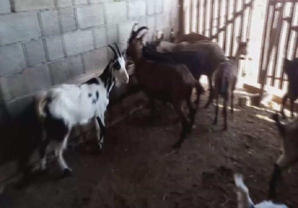 Otac i maćehe ga vezivali i terali da jede hranu za koze - dve godine! (UZNEMIRUJUĆI VIDEO)