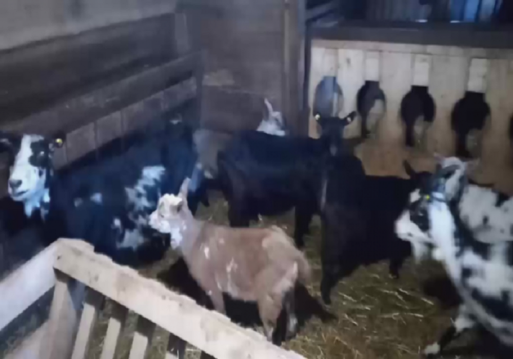 Veoma je isplativo, a može da ga radi ko hoće