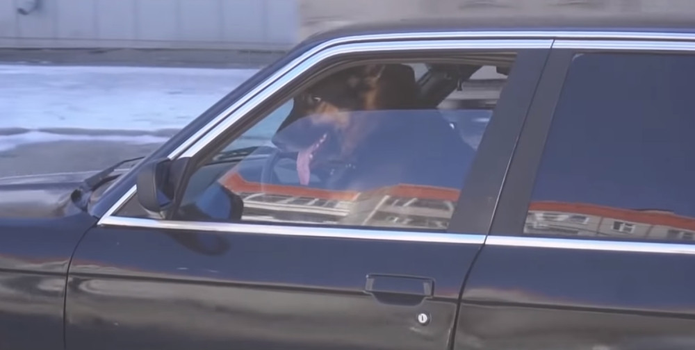 Rusi napravili BMW kojeg vozi pas! (FOTO)