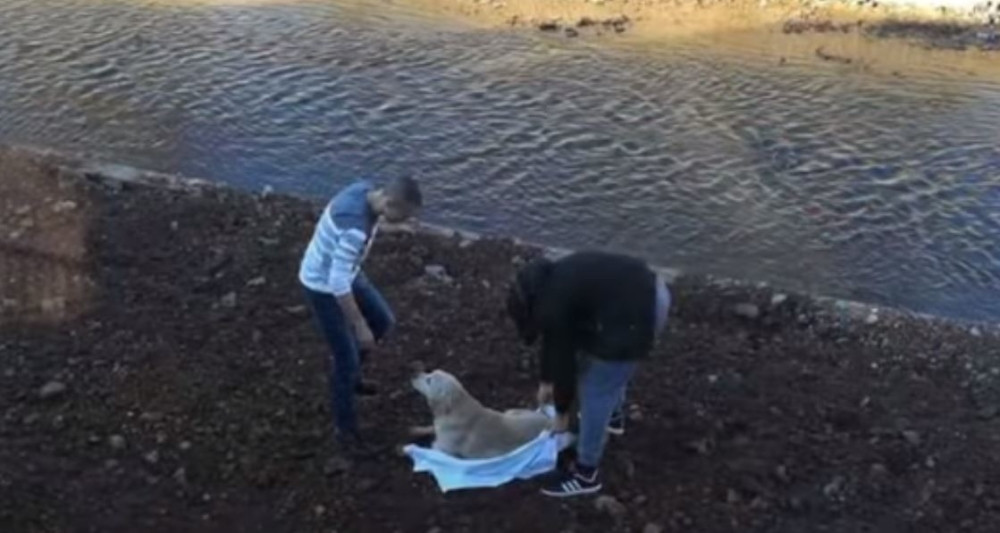 Nesrećna životinja je satima stajala u vodi i pokušavala da izađe, a onda su oni uskočili u ledenu reku