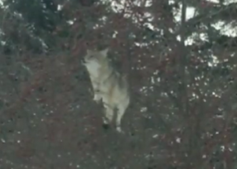 Poput mačke skočio na drvo, razlog će vas oduševiti (VIDEO)