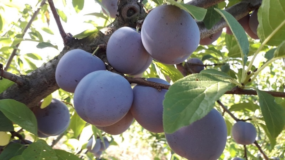 Proizvedena nova sorta šljive! (FOTO)