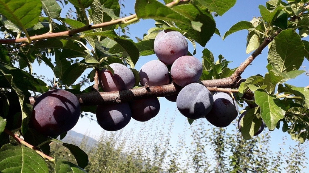 Nestalo 300 sadnica šljiva!