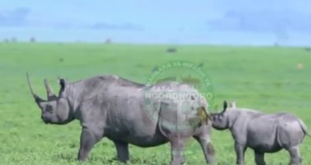 Uginuo najstariji crni nosorog na svetu!