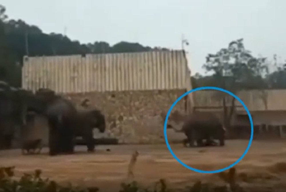 "Seksualno uzbuđeni" slon izmasakrirao svog čuvara pred zgroženim turistima! (UZNEMIRUJUĆI VIDEO)