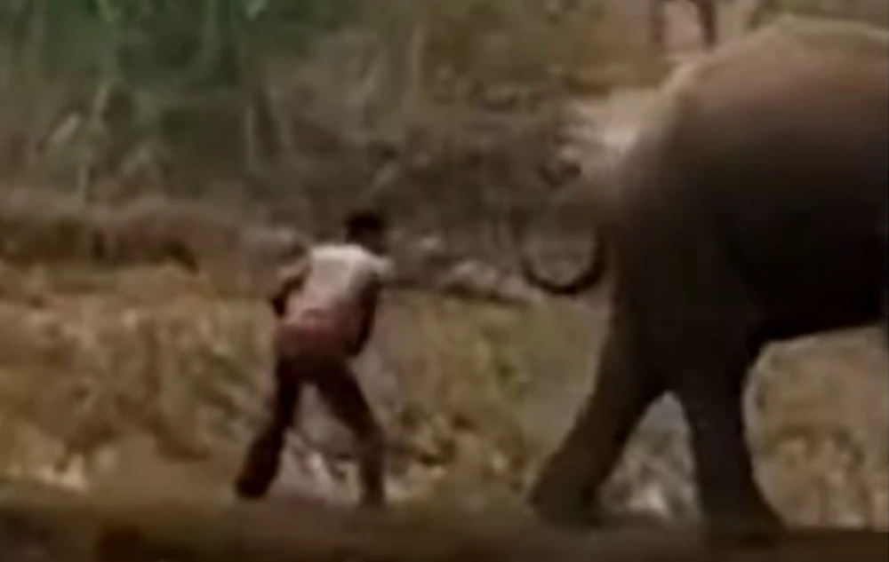 Prišao je slonu s leđa i počeo da ga udara štapom, ali je gorko zažalio zbog toga! (VIDEO)