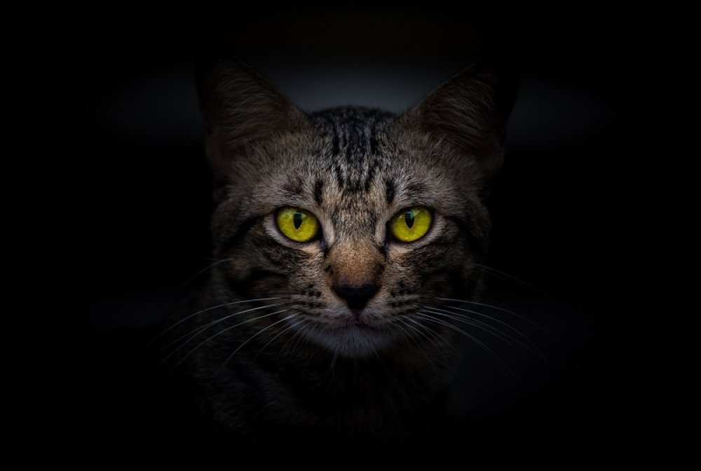 Mačku platili 6.000 evra, nakon nekoliko dana uvideli su svoju zabludu