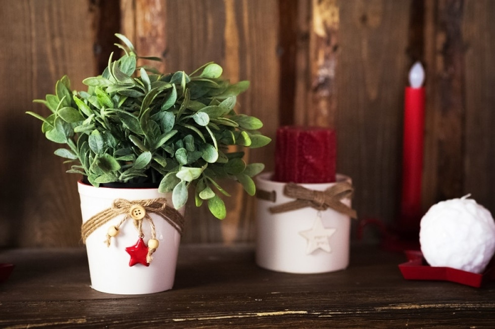 Uz pomoć jedne biljke živećete u IZOBILJU! Neće vam manjkati SREĆE i PARA ako u nju stavite novčić ili traku!