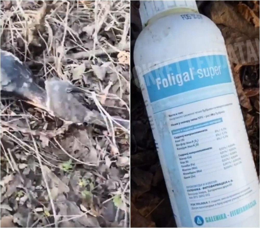 "Molimo sve ljude da se uključe u poteru za demonom!" U okolini Niša mučili, zapalili i okačili jadnog psa na drvo! (UZNEMIRIVAJUĆI VIDEO)