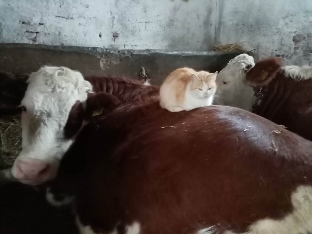 Neobično prijateljstvo u domu Mijailovića rodilo se u štali! (FOTO)