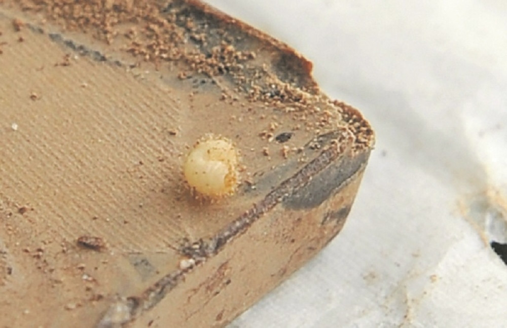 U Draču pronašli 26 kg čokolade sa marihuanom