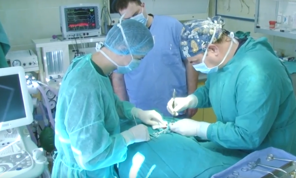 Beogradski veterinar Srećko amputirao je aligatoru nogu, operisao tibetanskog medveda i zebru, ali jedna stvar ga čini posebnim!