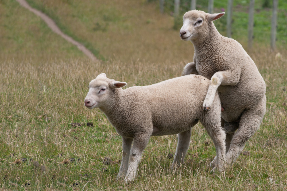 Voze se Mujo i Fata kroz selo pa ugledaše ovna kako zaskače ovcu, a onda…
