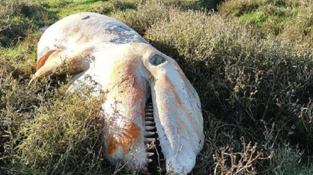 Kit ubica nađen mrtav, iz rasporenog stomaka izvadili nešto neprirodno i najstrašnije - Kako je ovo moguće?!