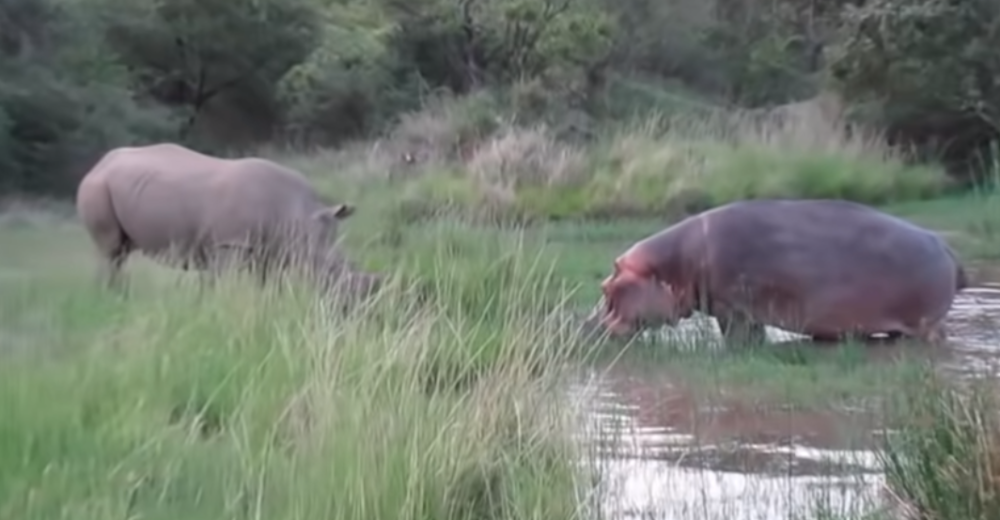 Jedna vrsta životinja je spasena od potpunog istrebljenja