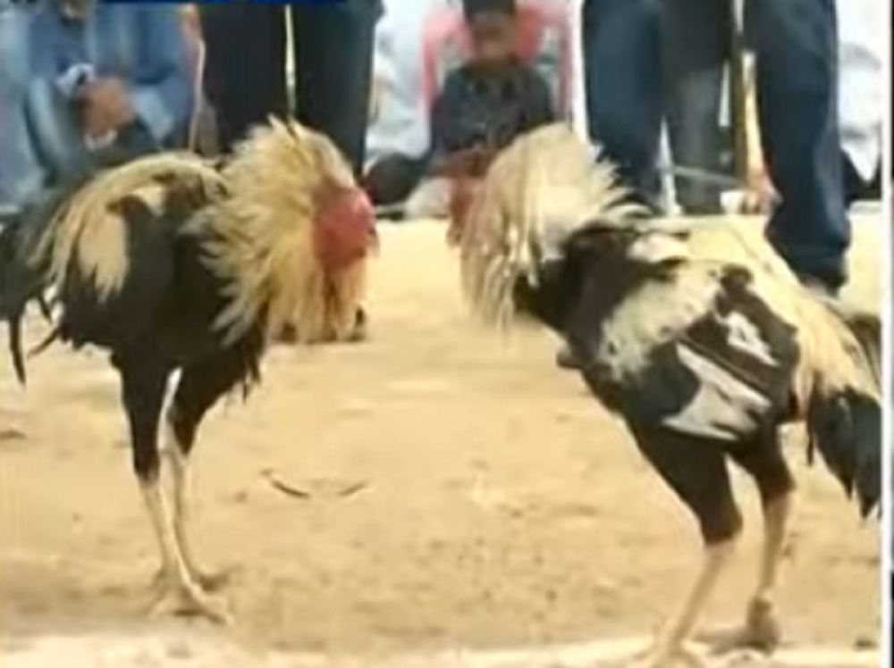 Muškarac (55) umro u teškim mukama, razjareno pile mu na naočigled svih rasporilo utrobu! (VIDEO)