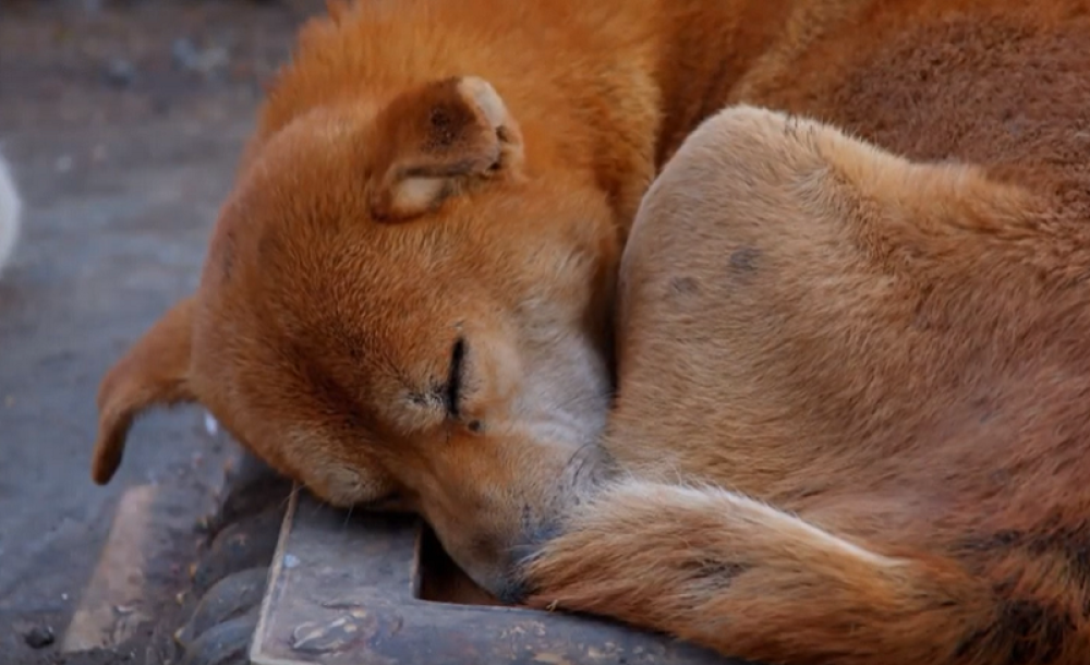 Na ulicama scene kao iz horor filmova, umirale su u najvećim mukama (UZNEMIRUJUĆE FOTOGRAFIJE)