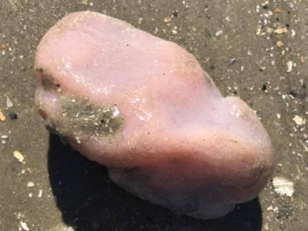 Rozikasto i nepoznato stvorenje nasukalo se na ovu obalu i mnoge bacilo u rebus!