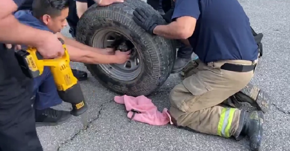 Pas zaglavio glavu u rezervnom točku, spasavali ga i vatrogasci (FOTO)
