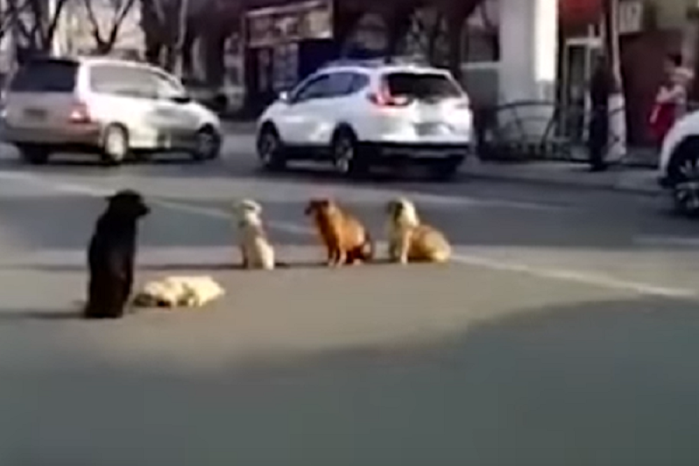 Psi lutalice rastrgle dečaka, vukli ga po ulici, mališa ostao šoku, počeo da muca od straha!