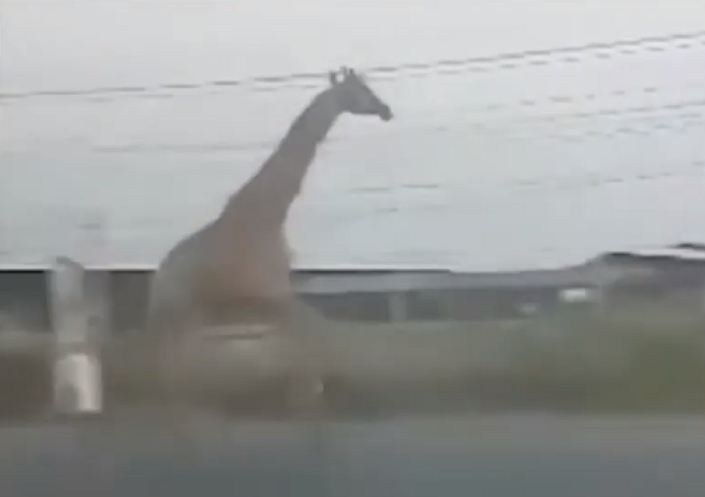 Vozili ih u Zoo vrt, a onda je nastao metež na ulicama! (FOTO)