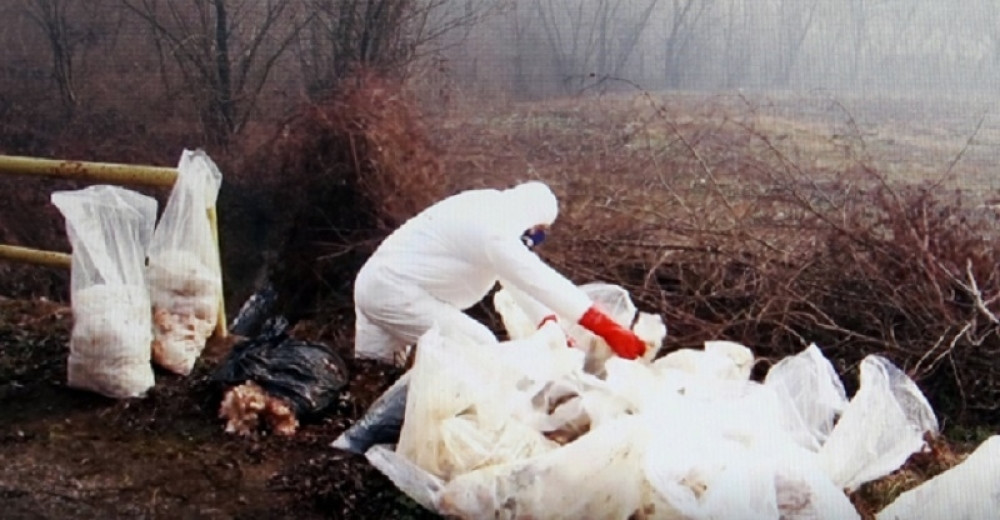 Srbija bruji o pokvarenoj piletini kod Valjeva, strahuje se od zaraze