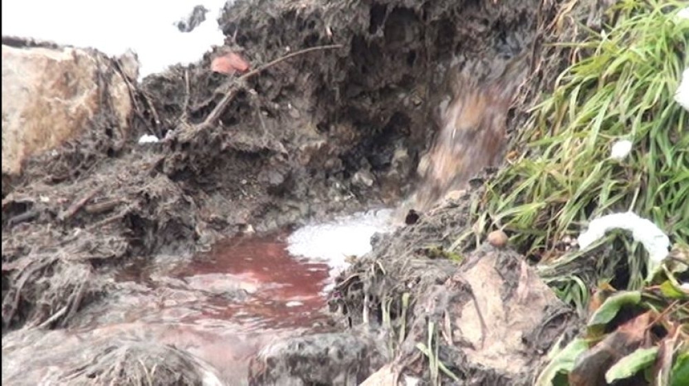 Prizor zastrašio građane, širi se nesnosan smrad. Strah od velike zaraze