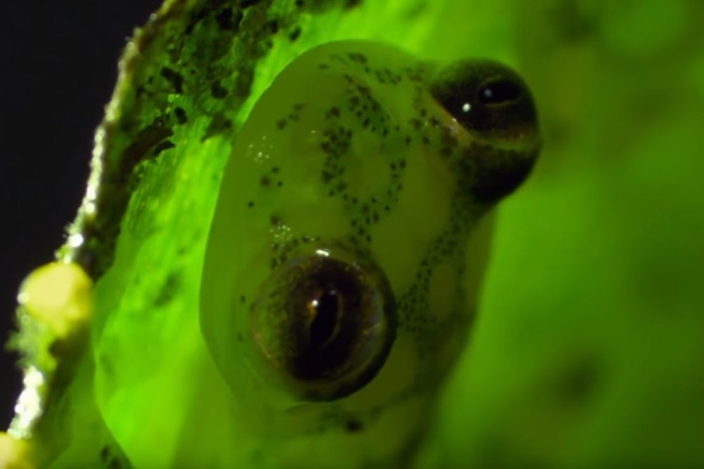 Pojavila se retka vrsta "staklenih" životinja, imaju providnu kožu i vide im se organi (FOTO)