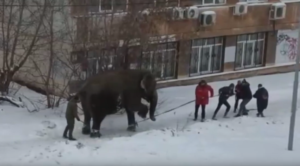 Slonovi pobegli iz cirkusa i otišli na kupanje u centar grada! (VIDEO)