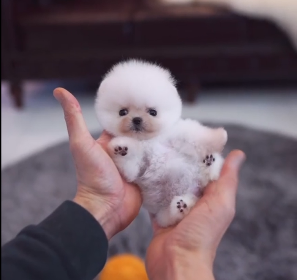 Ova zver će osvojiti vaša srca, o njoj se digla žestoka rasprava na društvenim mrežama (VIDEO)