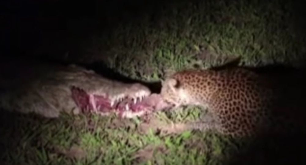 Leopard se našao oči u oči sa opasnim predatorom, a onda je uradio nešto neverovatno (VIDEO)