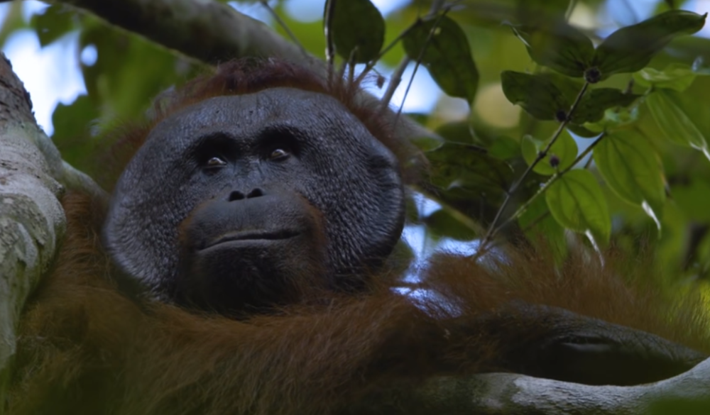 Gest koji je raspametio planetu! Orangutan u ulozi spasavanja čoveka! (FOTO)