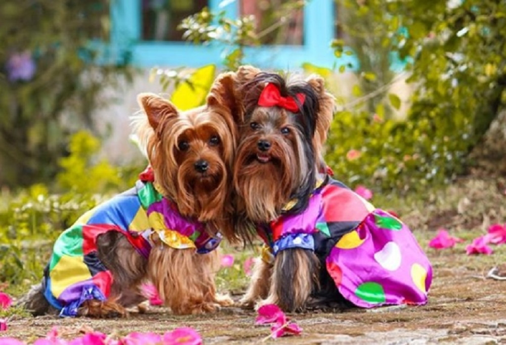 Moda za ljubimce kojoj se ne odoleva: Od elegantne pudlice do mačo, gangster stajlinga boksera (FOTO)