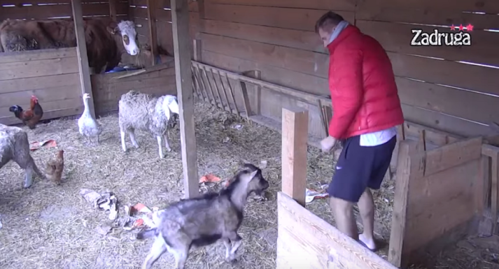 Neviđeni hit: Janjuša spopalo jare, plakaćete od smeha dok budete gledali video! (FOTO)