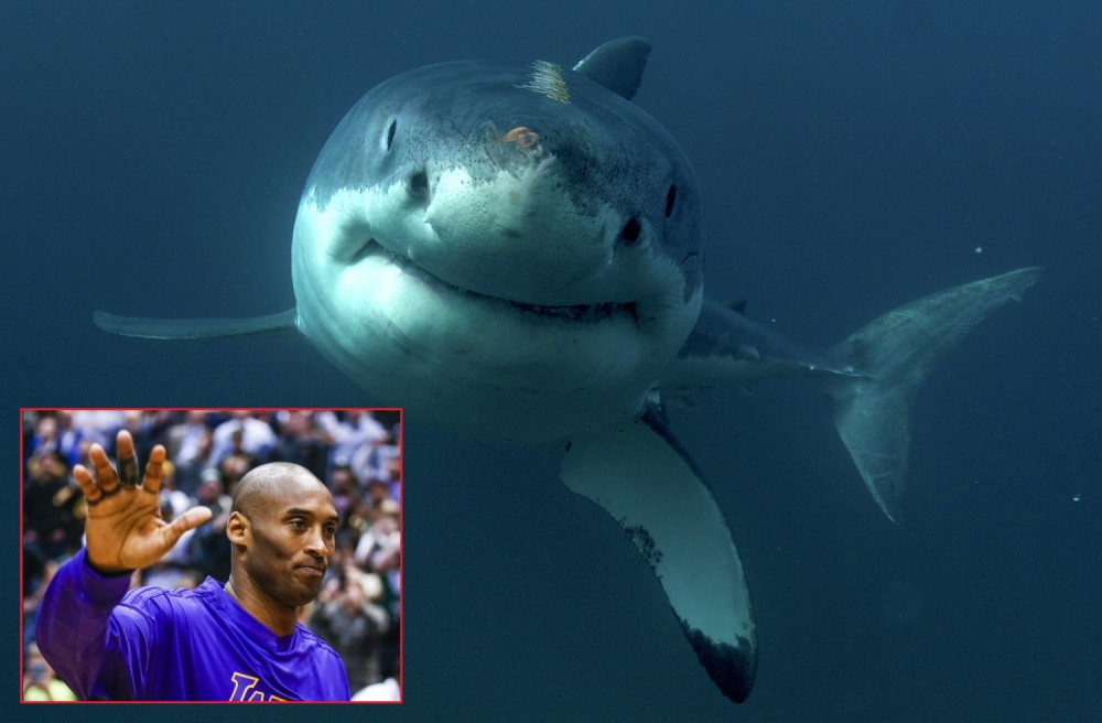 Kobi je plivao sa ajkulama da bi shvatio kako da zaustavi jednog fenomenalnog košarkaša! (FOTO)
