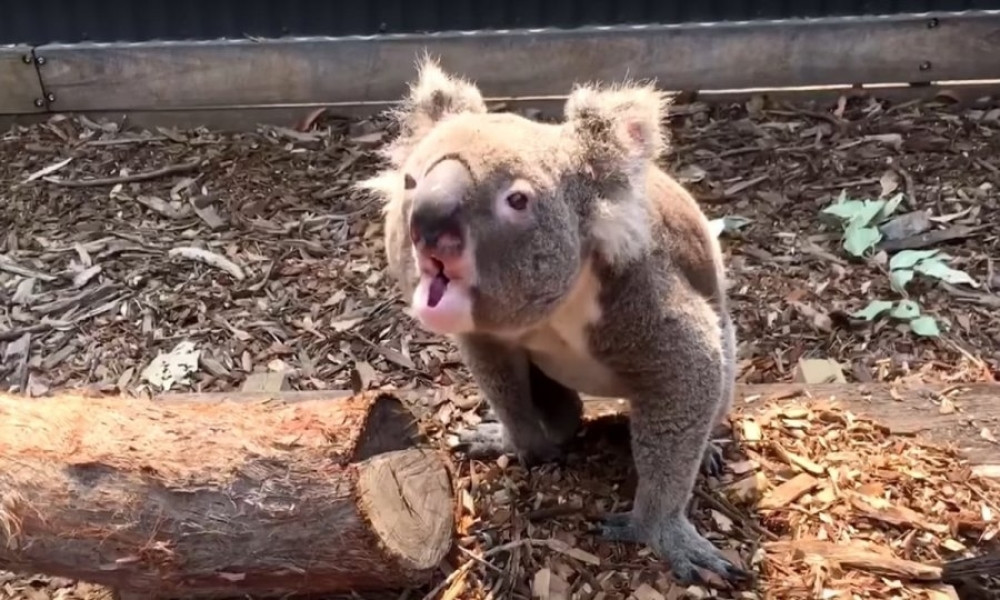 Učestali šumski požari u Australiji prete da istrebe ovu vrstu